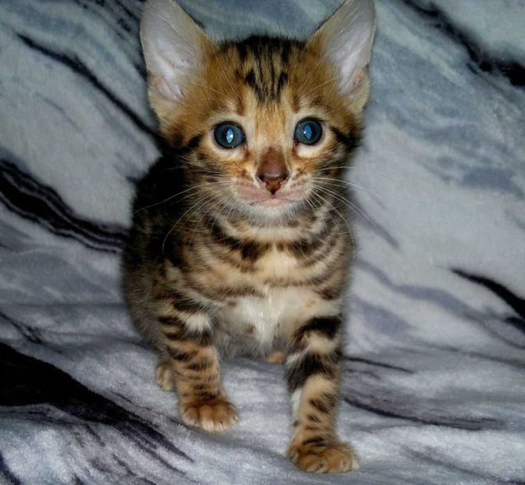 Бенгальська дівчинка в окантовану розетку на золоті