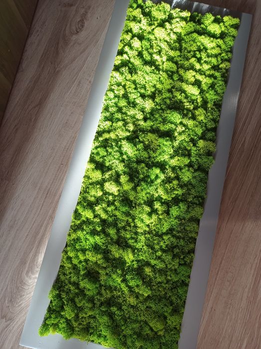 Obraz z mchu chrobotka 100x40cm Dobra cena:)