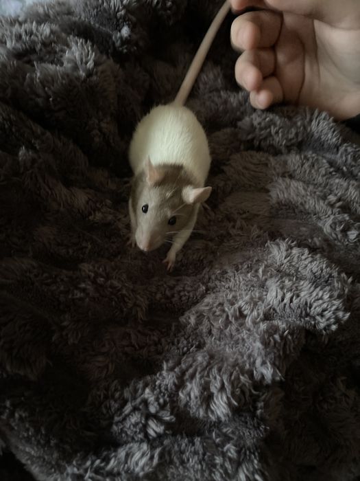 Пацючки в добрі руки