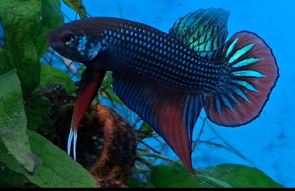 Bettas imbellis. .