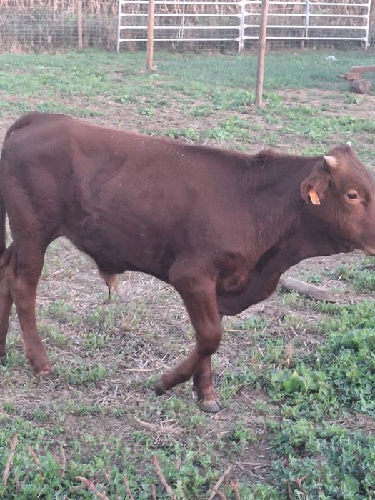 Vitelo com 6 meses