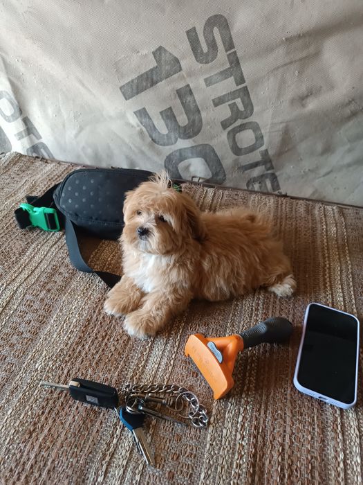 Неймовірно красиві малявкі зі Львова Ф1 і ф2.