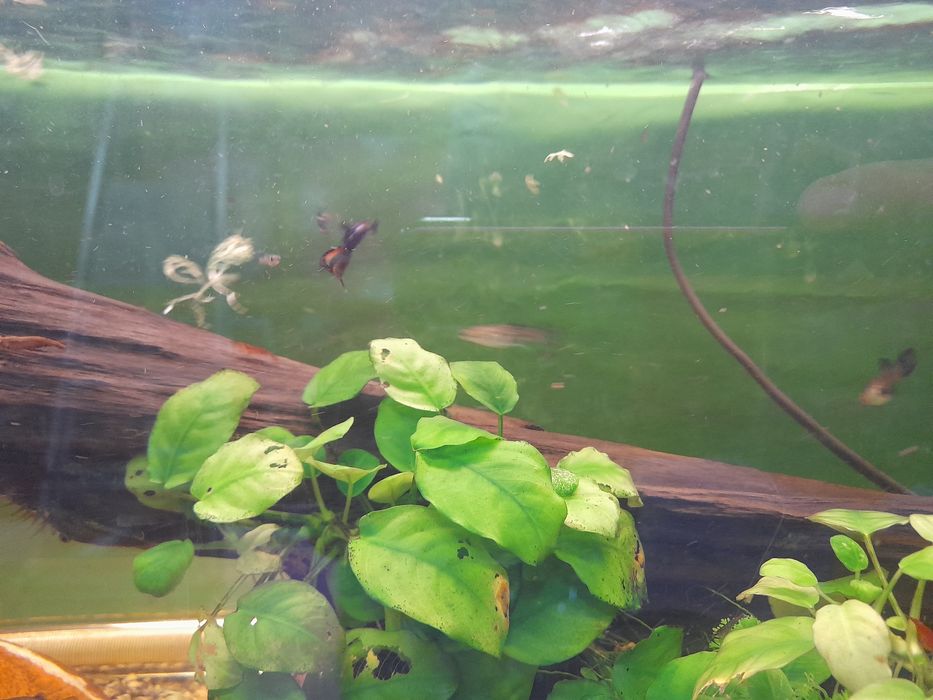 Guppys machos e femeas