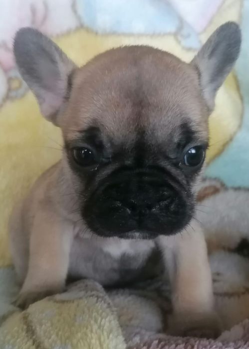 Bulldog francês faune  Miniatura