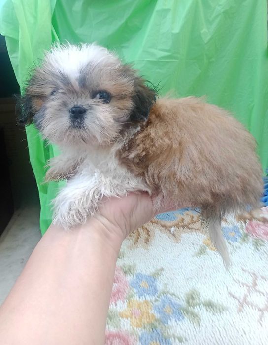 Shih-tzu com pedigree LOP