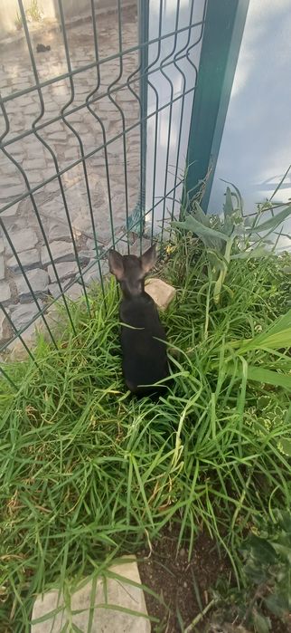 Pincher para venda