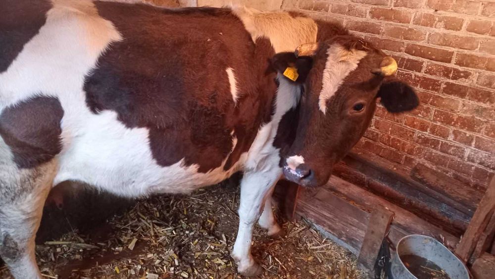 Продається молода КОРОВА