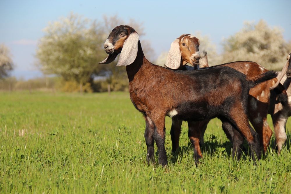 Англо Нубійські козочки