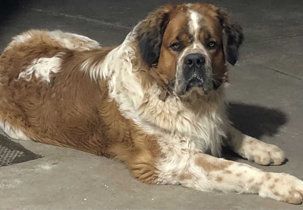 Вязка московская сторожевая