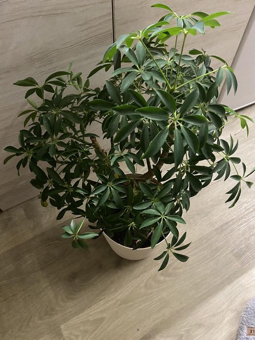 Кімнатна рослина Шефлера