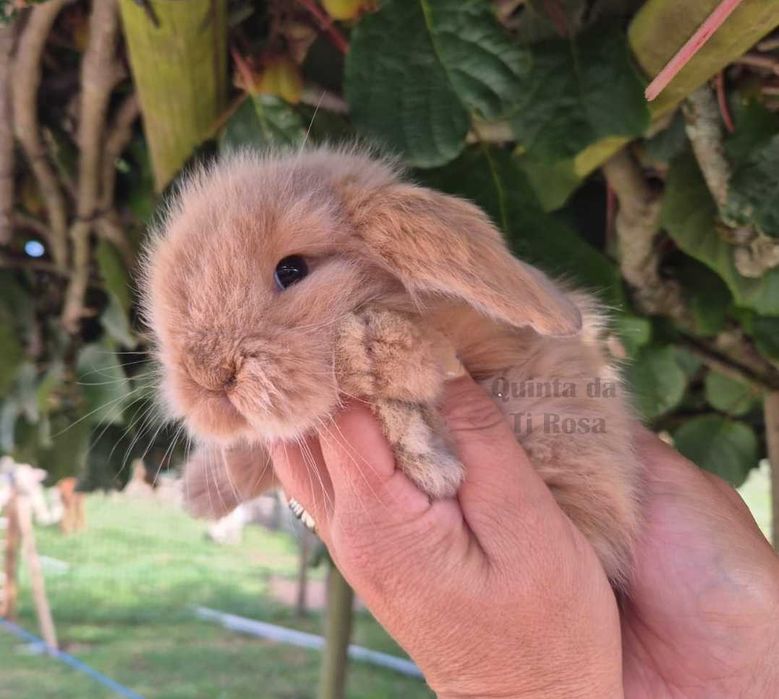 Coelhos Anões Mini Lop – Amor em Forma de Coelho