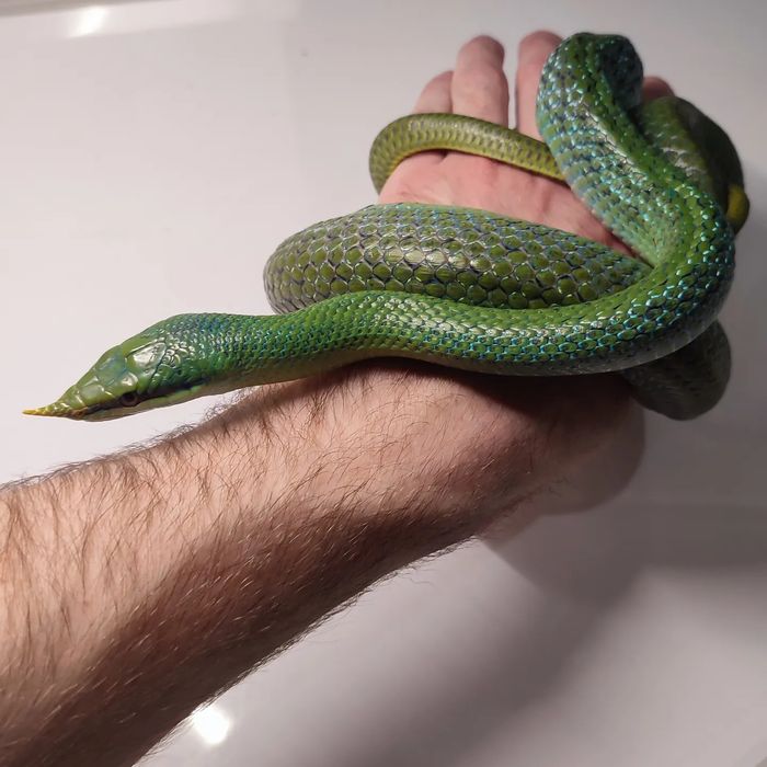 Аренда змей для фотосессии