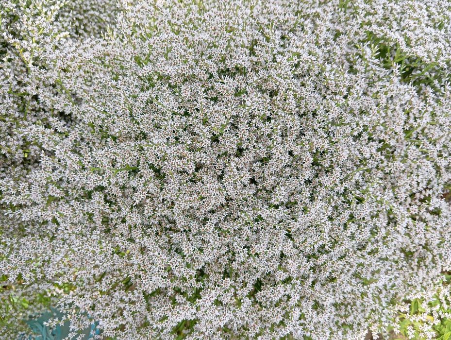 zatrwian tatarski statica szybka wysyłka