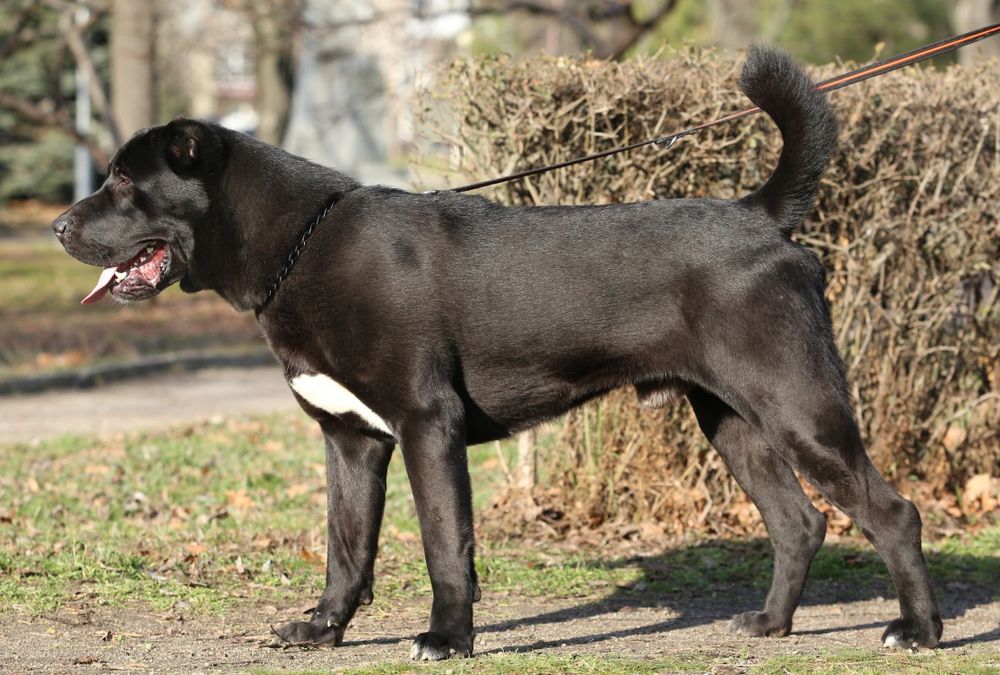 Продажа кобеля среднеазиатской овчарки