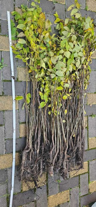 садженці черного  горіху Juglans nigra