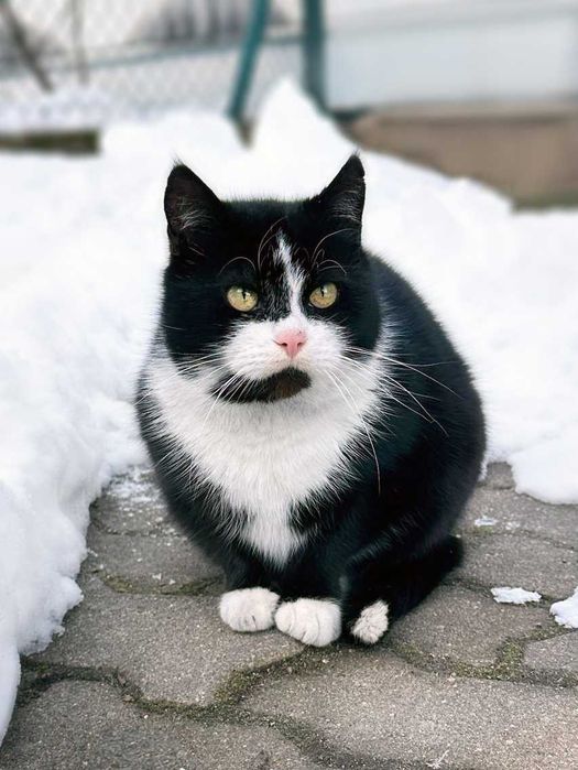 Kruszon, puchaty kocurek