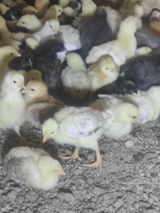Продаю домашні підрощені  курчата