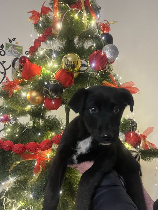 Цуценя безкоштовне