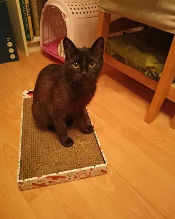 Czarna koteczka marzy o dobrym i kochającym domku!
