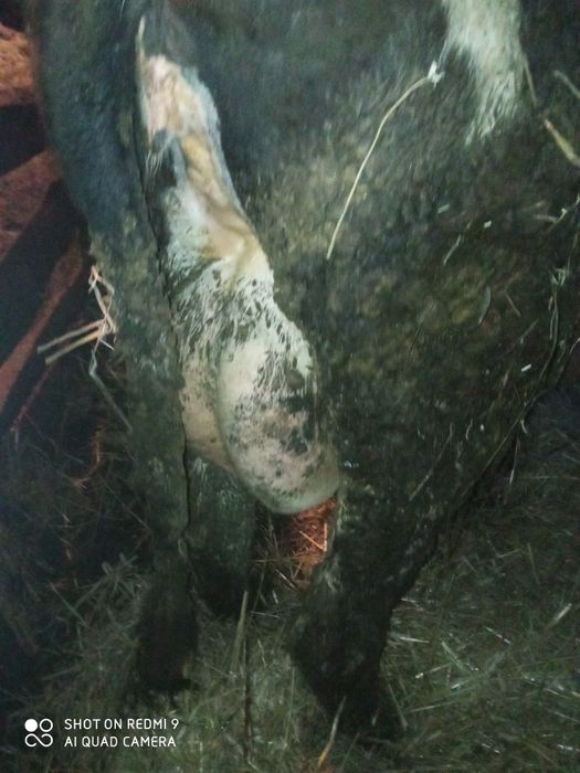 Krowa młoda mleczna