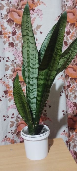 Вазон Сансевієрія