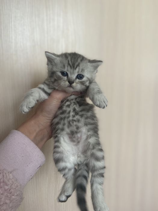 Шотландські кошенята