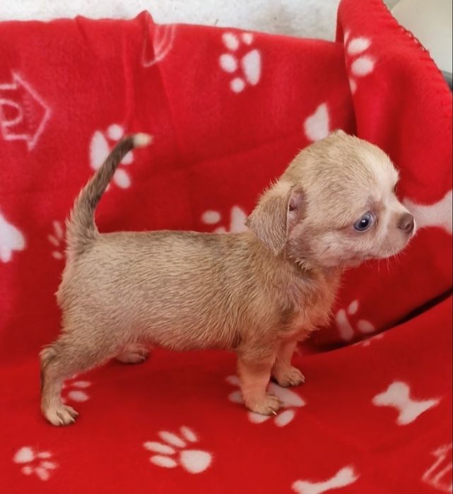 Menino chihuahua