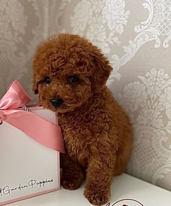 Шикарний карапуз той пудель ред браун