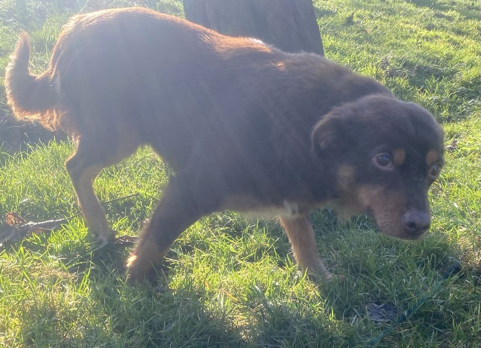 Sunia Choko - do adopcji czekoladowa piekność