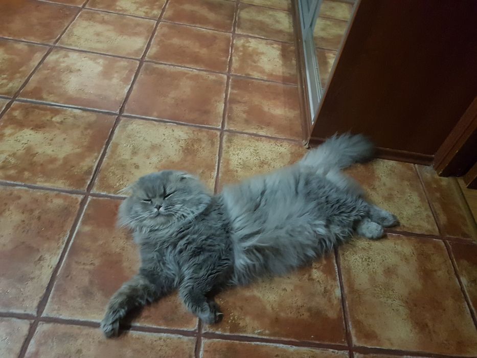 Вязка кот вислоухий ищет невесту