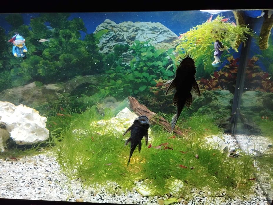 Camarões Red Cherry