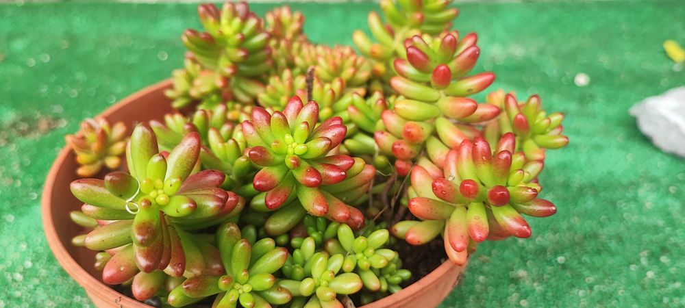 Planta suculenta