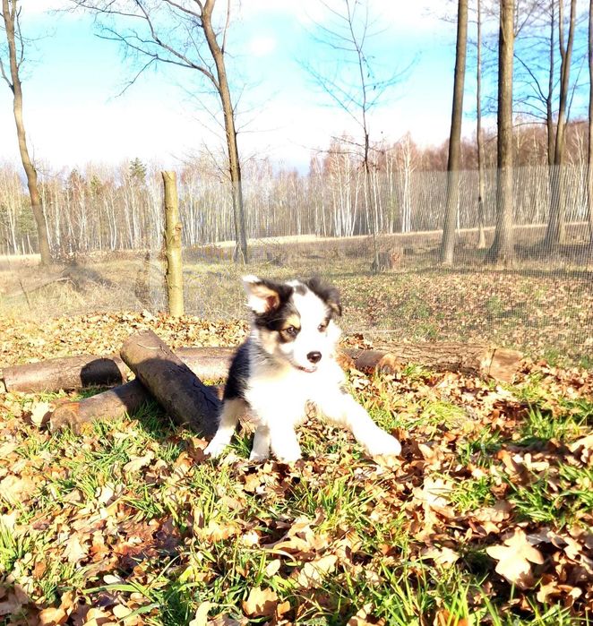 Border collie black white tricolor dziewczynka