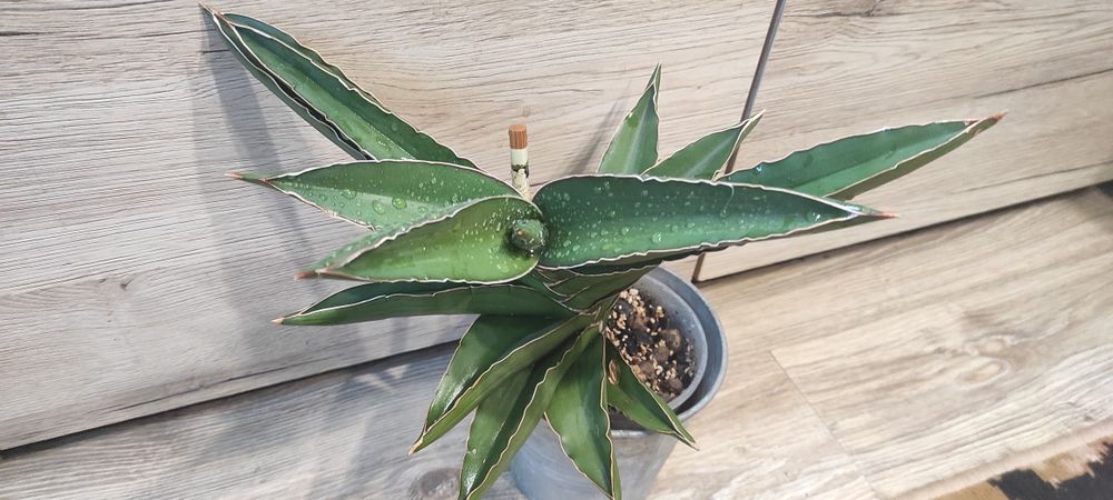 Sanseveria samurai XXL