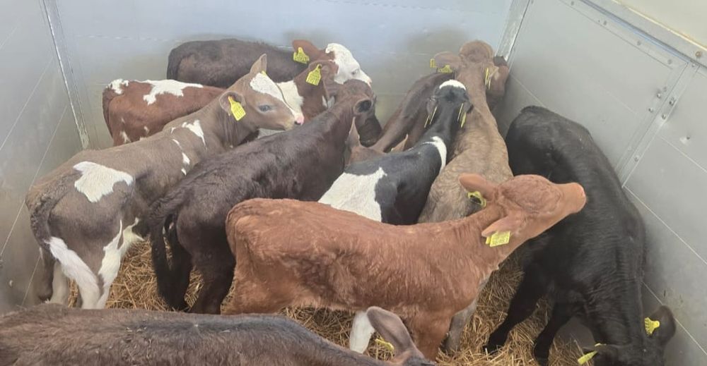 Byczki Jałówki Polskie Legnica