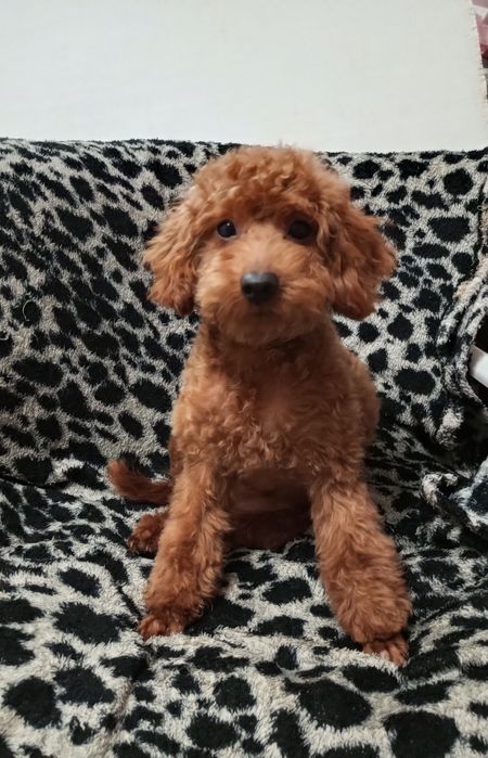 Добра,лагідна,спокійна та розумаха.