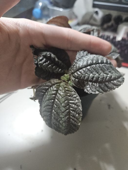 Pilea norfolk sadzonka