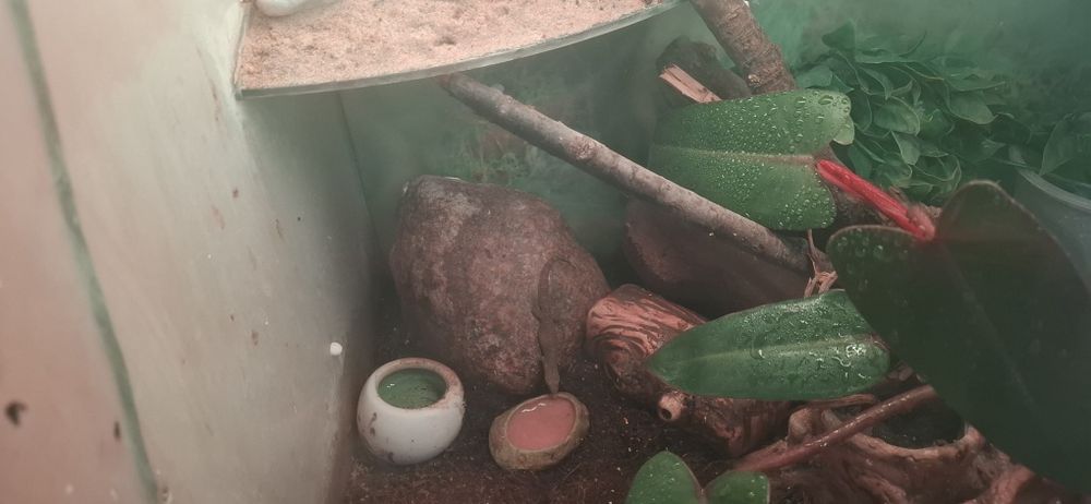 Sprzedam terrarium!