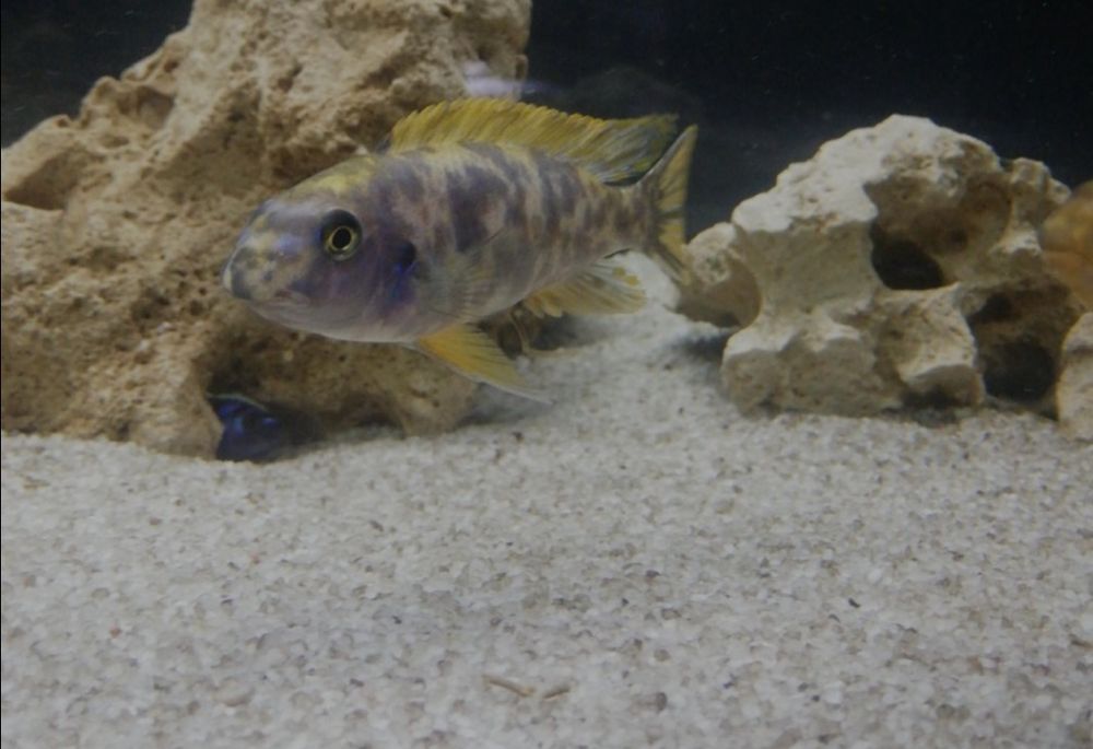 Labeotropheus tumbi island casal