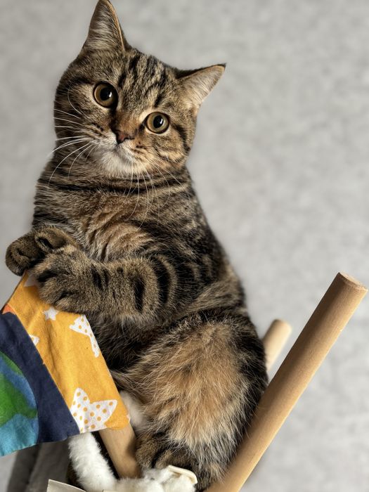 Кіт в очікувані кішечки