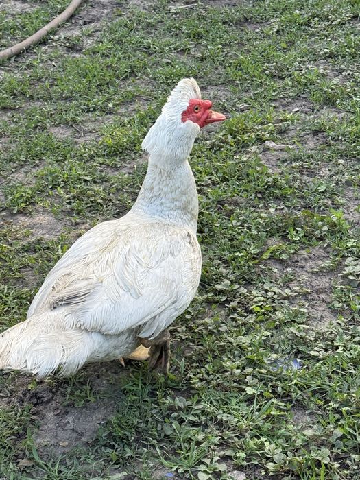 Селезень.Качур індокачки.Шипуни