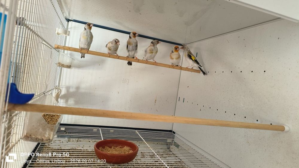 Carduelis major clássicos e portadores
