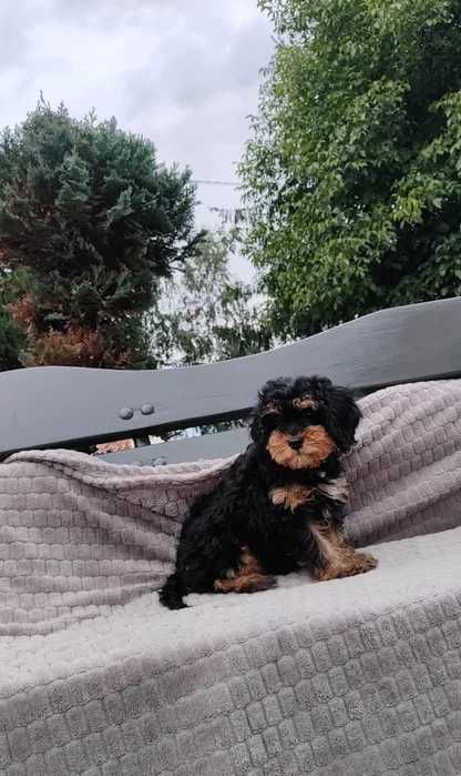 Maltipoo disponível