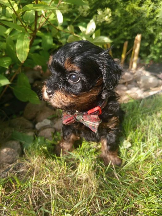 Maltipoo/Hawapoo f1 piękna dziewczynka