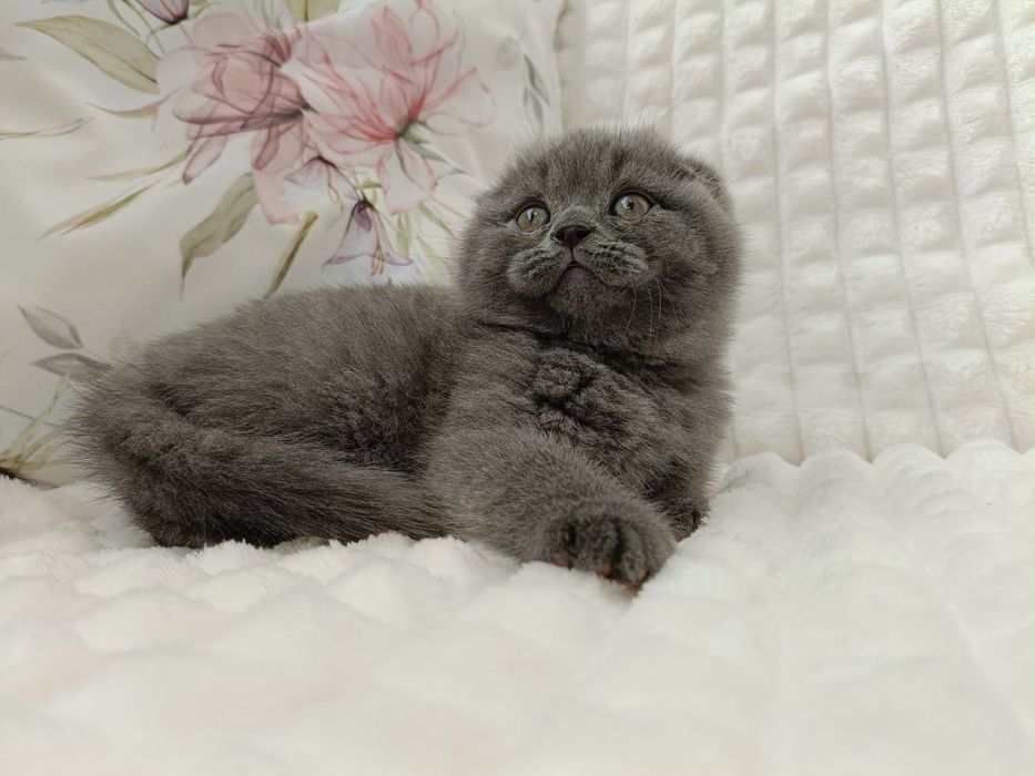 Клубні шотландські кошенята