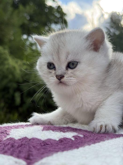 Скоттиш страйт, окрас серебристая шиншилла