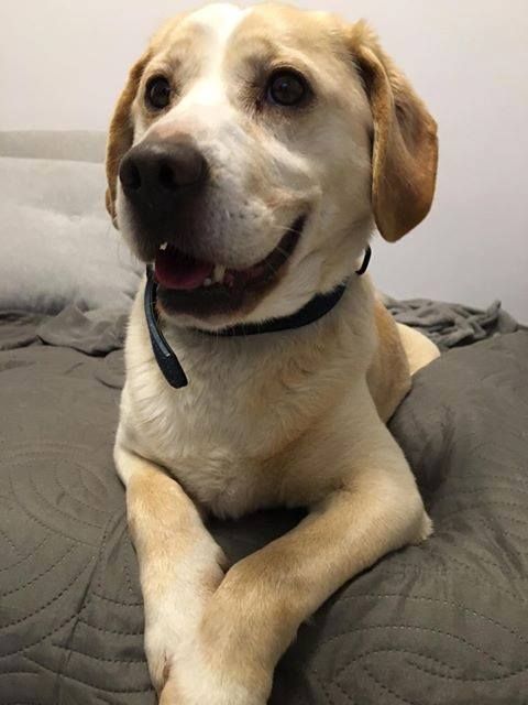 Pies w typie beagla do adopcji