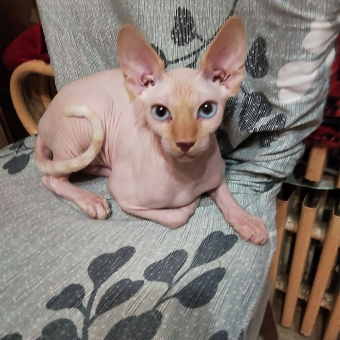 Котик канадський сфінкс.