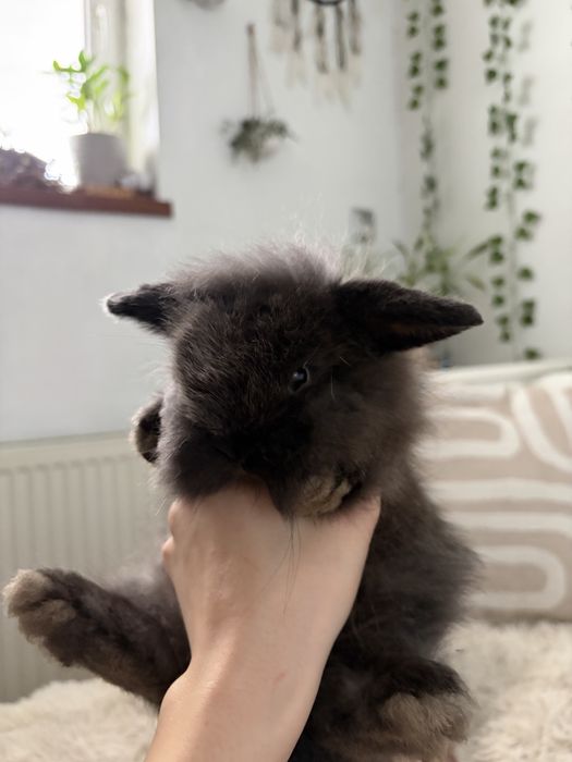 Królik miniaturka Mini lop karzełek
