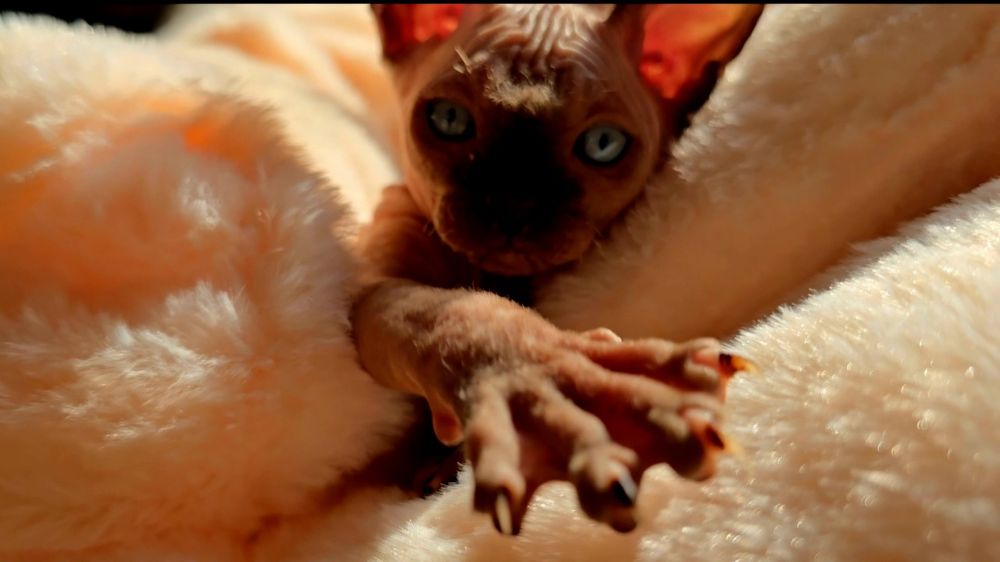 Kot sfinks kocurek czarny pieszczoch